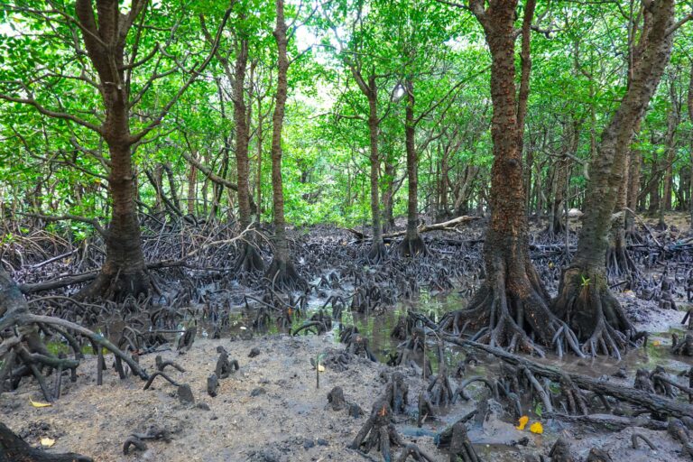 Land shrimp farming: Save SE Asia's mangroves, Boost tourism | | Salam ...