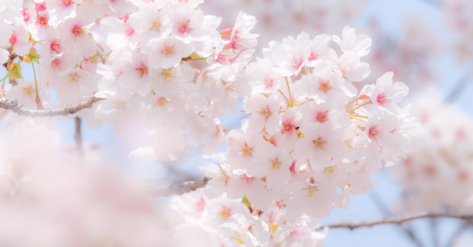 Best cherry blossom spots to visit before the cherry blossom's gone for ...